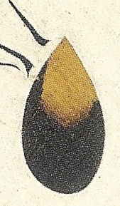 Miró‘s Potato (1928) - Image Gallery
