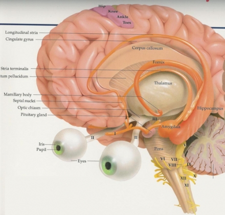 Michelangelo’s Battle of Cascina (1504) - Image Gallery