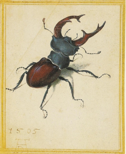 Dürer’s Stag Beetle (1505) - Image Gallery