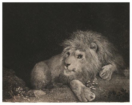 Stubbs’ A Lion (1788) - Image Gallery