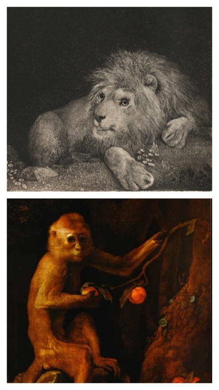Stubbs’ A Lion (1788) - Image Gallery