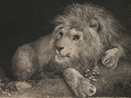Stubbs’ A Lion (1788) - Image Gallery