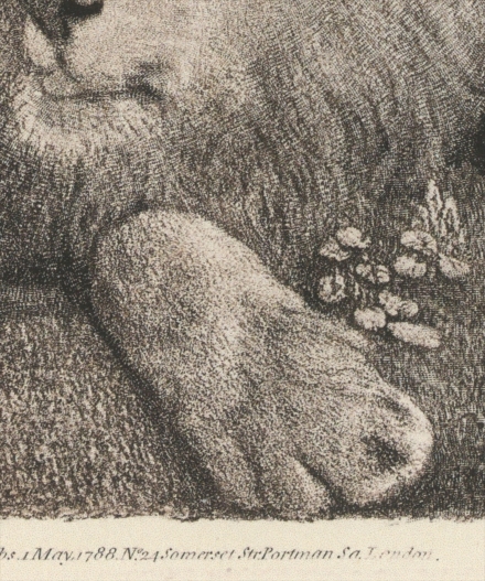 Stubbs’ A Lion (1788) - Image Gallery